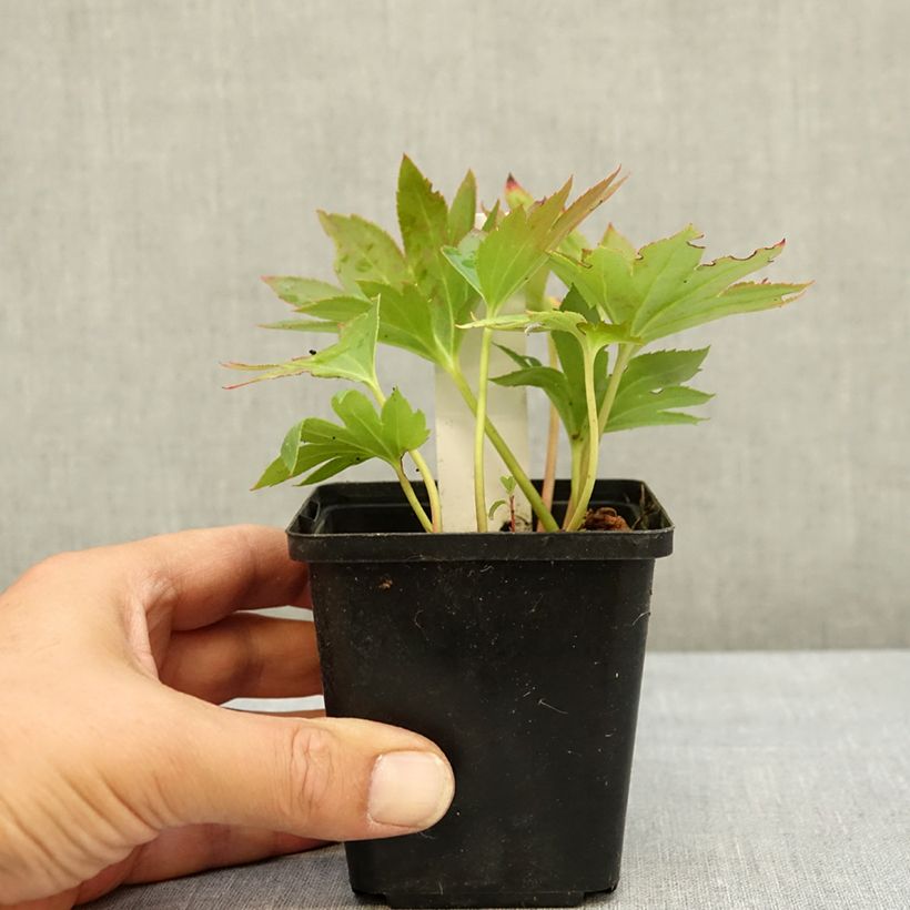 Amostra de Mukdenia rossii Crimson Fans Vaso de 8/9 cm tal como entregue no verão