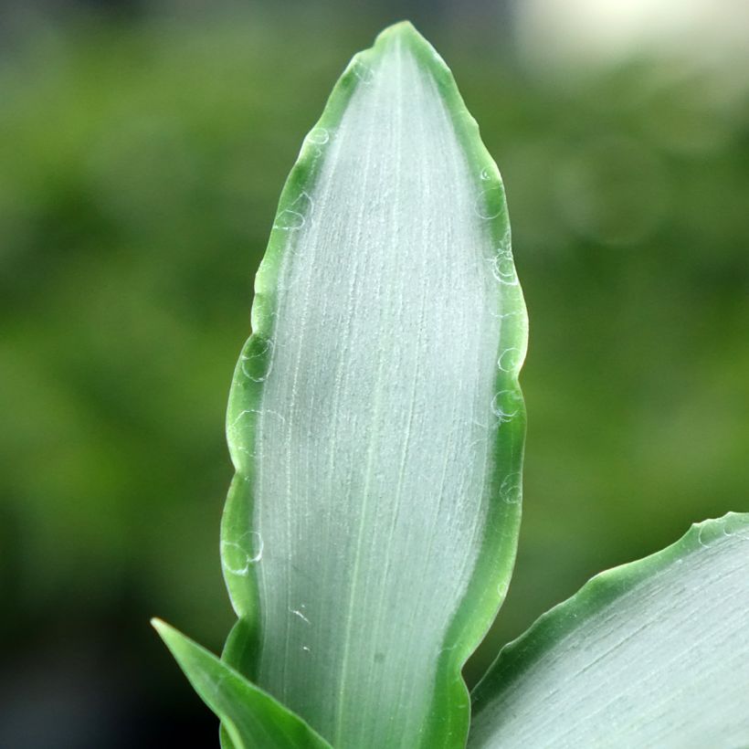 Murdannia loriformis Bright Star (Folhagem)
