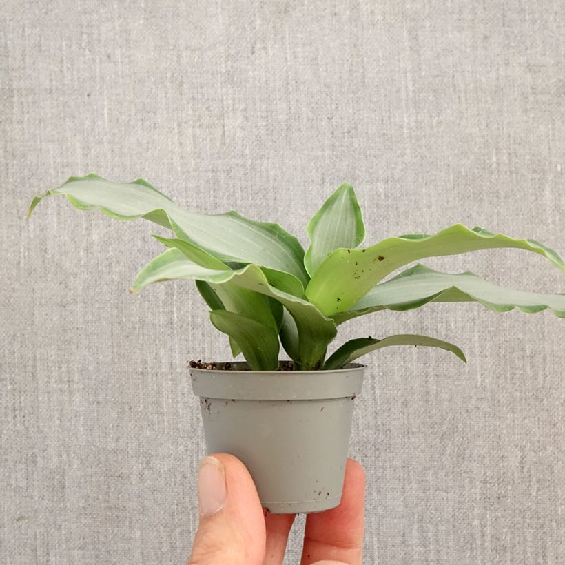 Amostra de Murdannia loriformis Bright Star Miniplanta tal como entregue na primavera