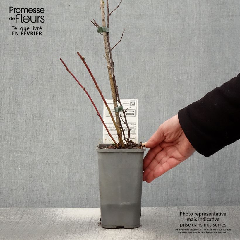 Amostra de Mûre des jardins Dorman Red Bio Pot de 1,5L/2L tal como entregue no inverno