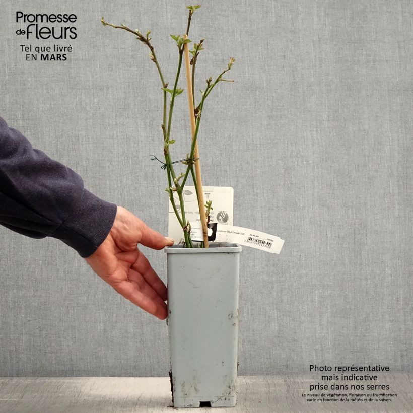 Amostra de Amora-silvestre-anã Black Cascade Vaso de 2 L/3 L, Tufo tal como entregue na primavera