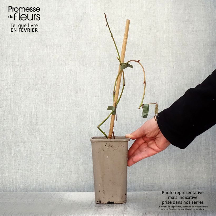 Amostra de Mûre sans épines Loch Maree - Rubus fruticosus  Vaso de 1,5 L/2 L tal como entregue no inverno