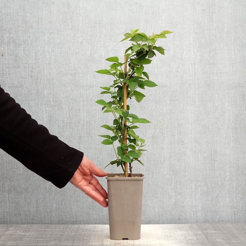 Amostra de Amora-silvestre Loch Maree sem espinhos Vaso de 1,5 L/2 L tal como entregue na primavera