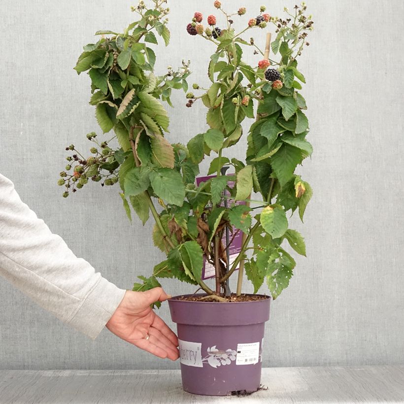 Amostra de Mûre naine Lucky Berry - Rubus fruticosus Pot de 4L/5L, Touffe tal como entregue no outono