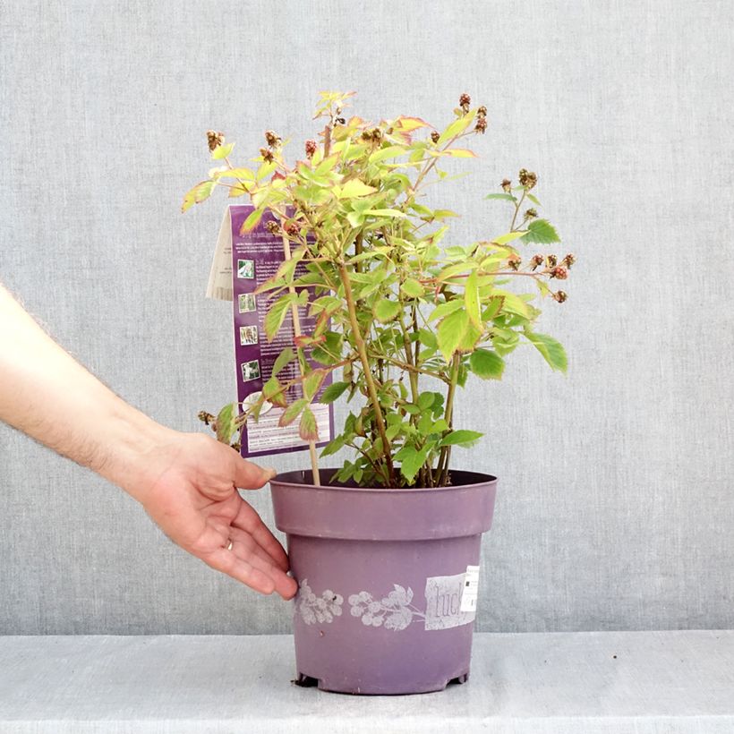 Amostra de Amora-silvestre Lucky Berry Vaso de 4 L/5 L, Tufo tal como entregue no verão