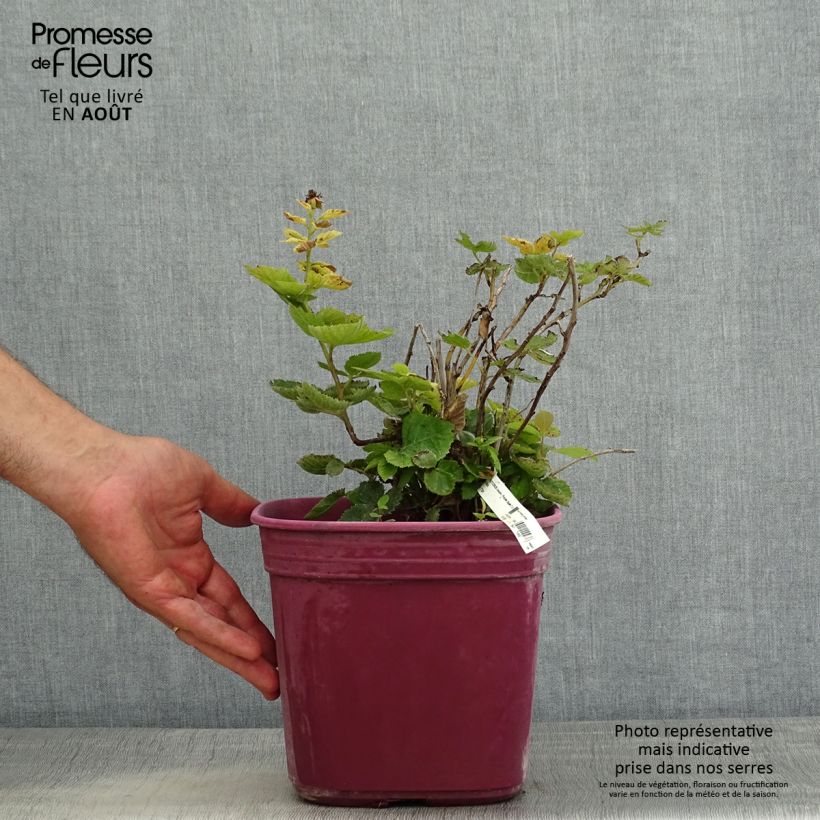 Amostra de Amora-silvestre Purple Opal sem espinhos Vaso de 4 L/5 L tal como entregue no verão