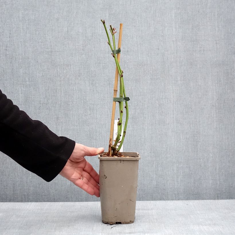 Amostra de Mûre sans épine Navaho The Big Easy Pot de 1,5L/2L, Touffe tal como entregue no inverno