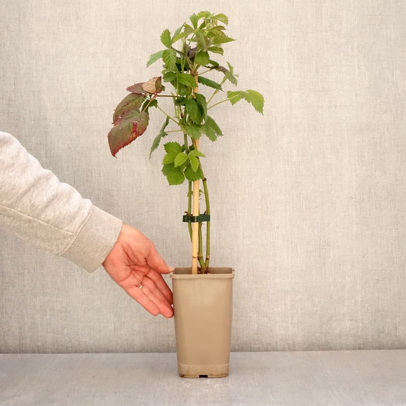 Amostra de Amora-silvestre Navaho The Big Easy sem espinhos Vaso de 1,5 L/2 L, Tufo tal como entregue na primavera