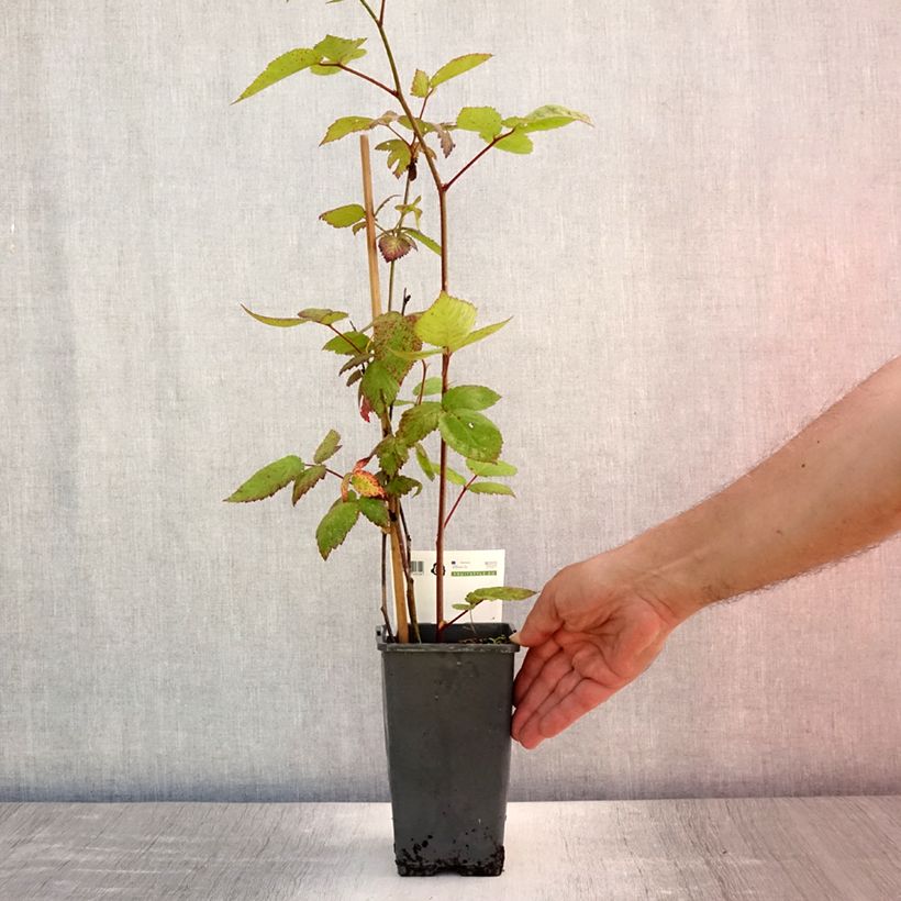 Amostra de Amora silvestre Asterina sem espinhos Asterina Vaso de 1,5 L/2 L tal como entregue no verão