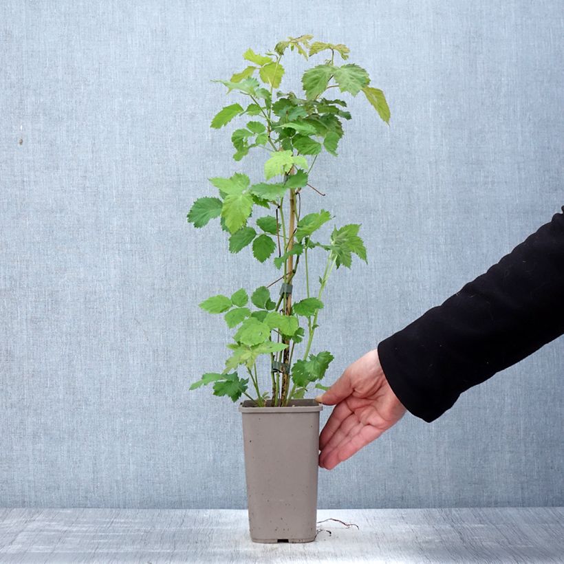 Amostra de Amora-silvestre Columbia Star sem espinhos Vaso de 1,5 L/2 L tal como entregue na primavera