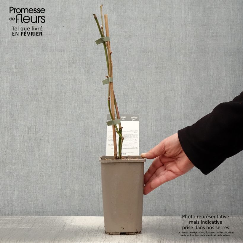 Amostra de Mûre sans épines Dirksen Thornless - Rubus fruticosus  Vaso de 1,5 L/2 L tal como entregue no inverno