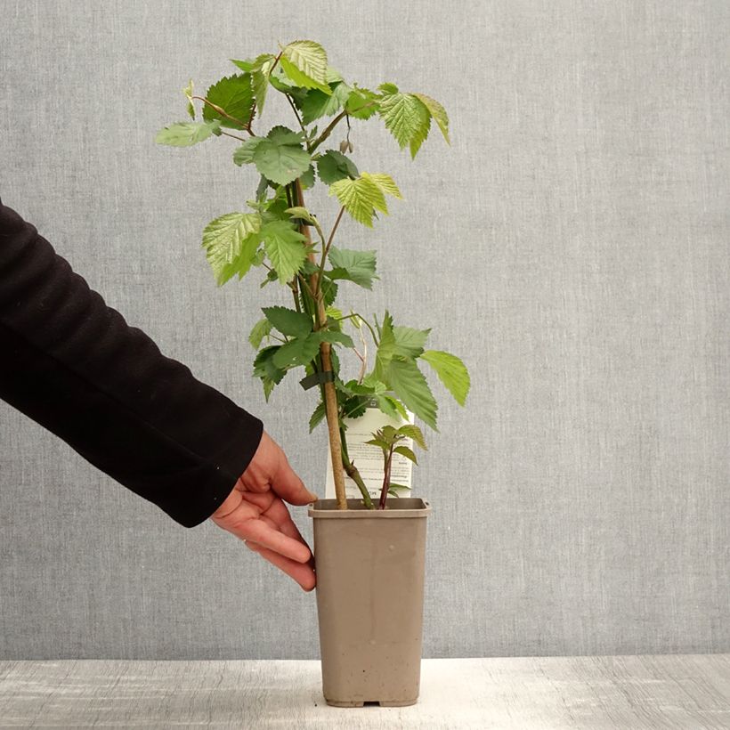 Amostra de Amora-silvestre Dirksen Thornless sem espinhos Vaso de 1,5 L/2 L tal como entregue na primavera