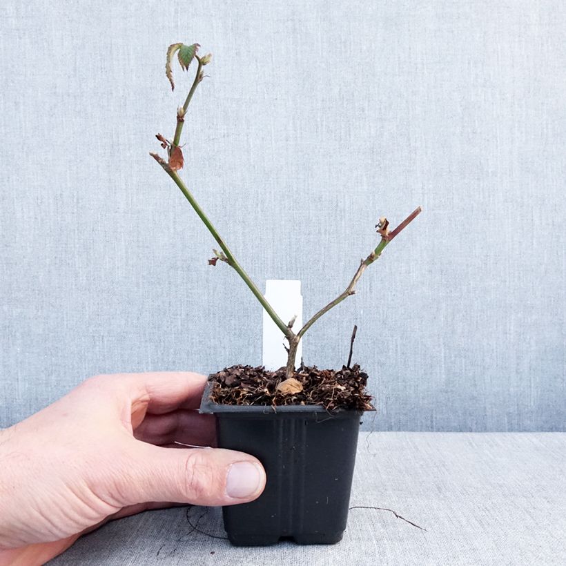 Amostra de Mûre sans épines Dirksen Thornless - Rubus fruticosus  Vaso de 8/9 cm tal como entregue no inverno