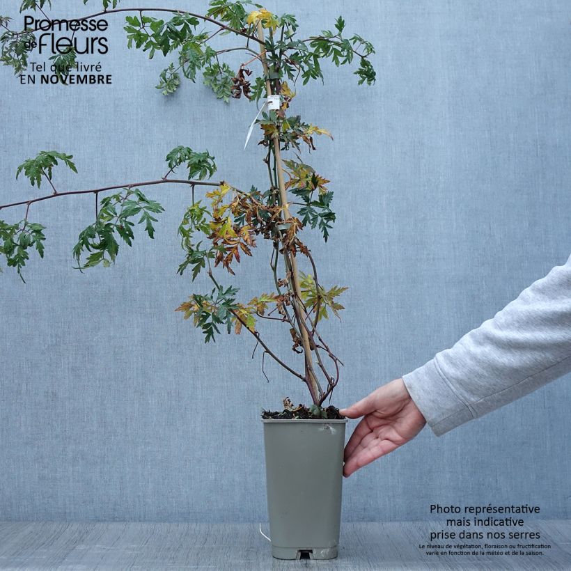 Amostra de Amora-silvestre Gigante dos Jardins sem espinhos Vaso de 2 L/3 L tal como entregue no outono