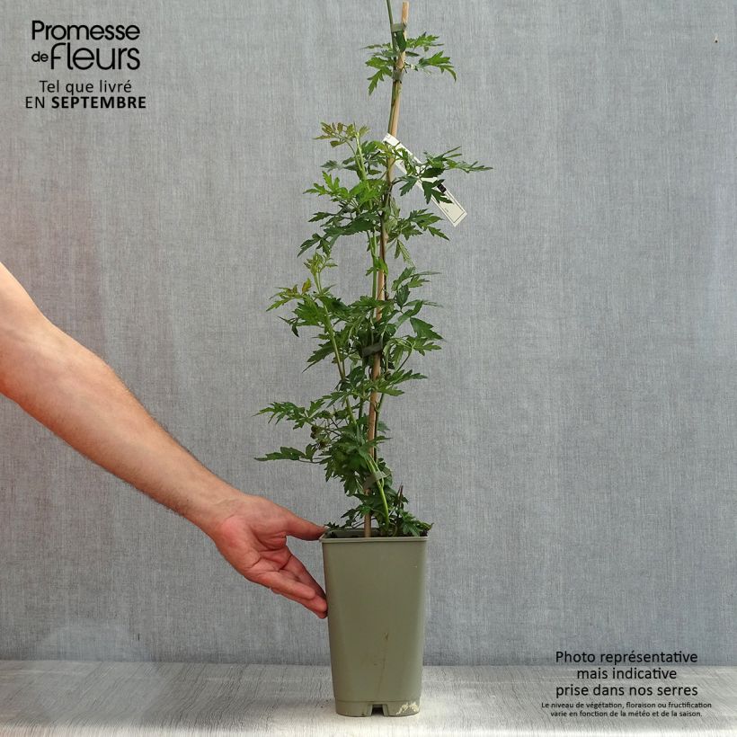 Amostra de Amora-silvestre Gigante dos Jardins sem espinhos Vaso de 2 L/3 L tal como entregue no verão