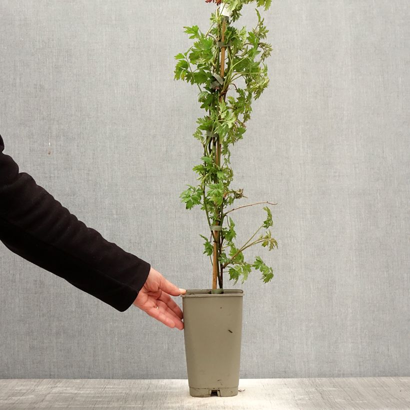 Amostra de Amora-silvestre Gigante dos Jardins sem espinhos Vaso de 2 L/3 L tal como entregue na primavera