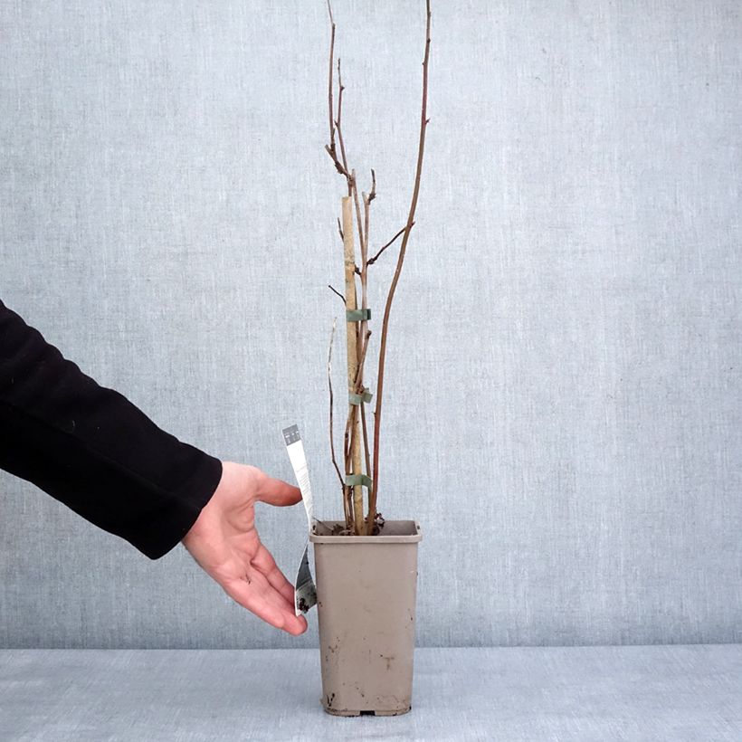 Amostra de Mûre sans épines Navaho Big and Early Vaso de 1,5 L/2 L, Tufo tal como entregue no inverno