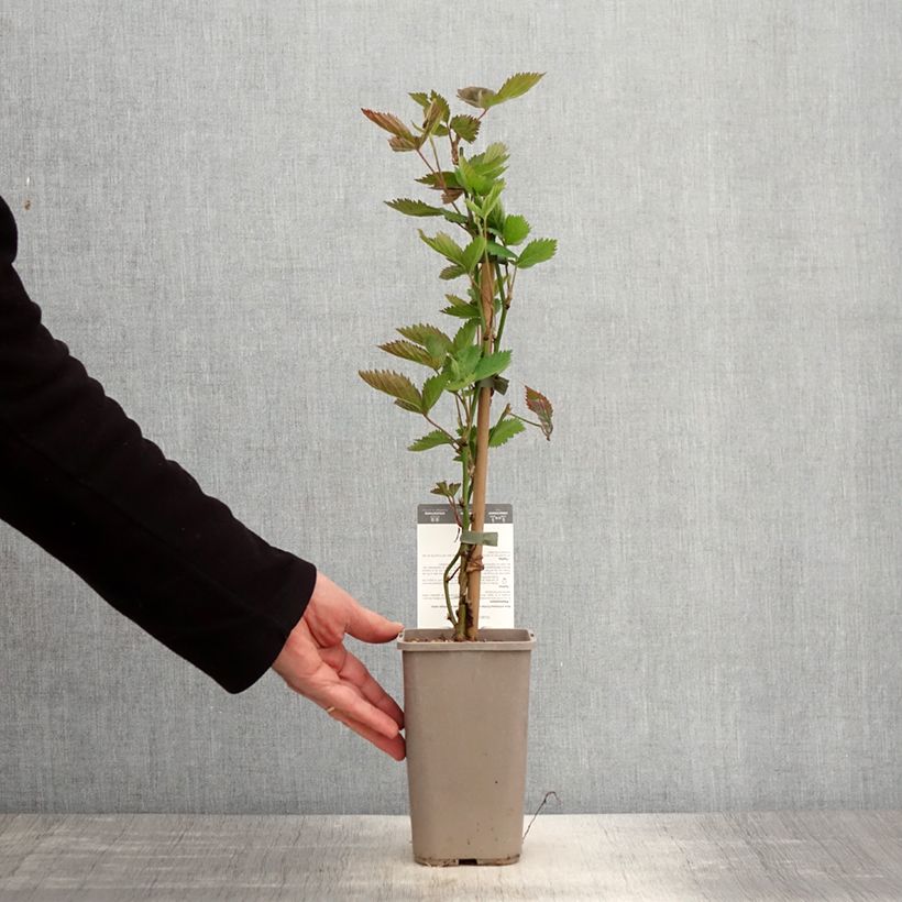 Amostra de Amora-silvestre Navaho Big and Early sem espinhos Vaso de 1,5 L/2 L, Tufo tal como entregue na primavera