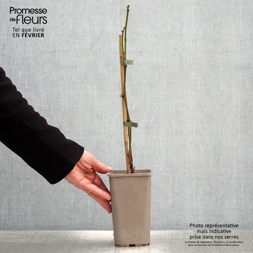 Amostra de Mûre sans épines Navaho Summerlong Vaso de 1,5 L/2 L, Tufo tal como entregue no inverno