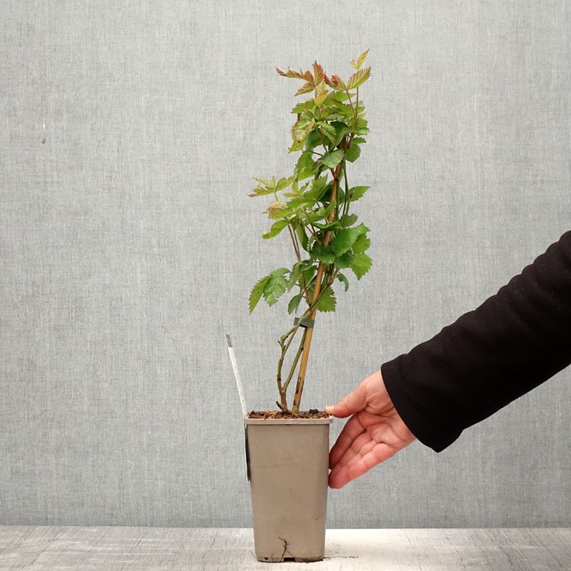 Amostra de Amora-silvestre Navaho Summerlong sem espinhos Vaso de 1,5 L/2 L, Tufo tal como entregue na primavera