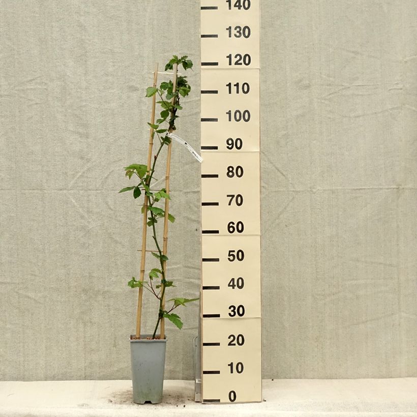 Amostra de Amora-silvestre Oregon Thornless sem espinhos Vaso de 2 L/3 L tal como entregue na primavera