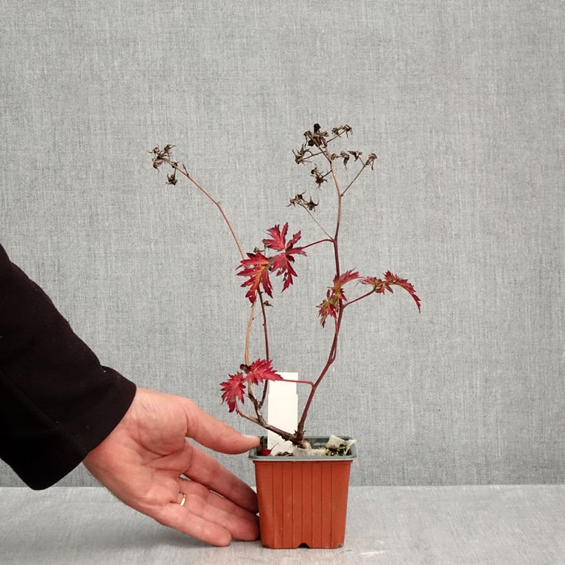 Amostra de Amora-silvestre Thornless Evergreen sem espinhos Vaso de 8/9 cm tal como entregue no outono
