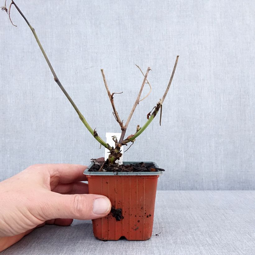 Amostra de Mûre sans épines Thornless Evergreen Vaso de 8/9 cm tal como entregue no inverno