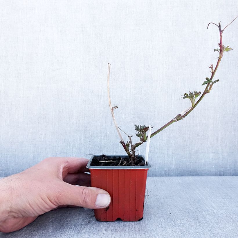 Amostra de Amora-silvestre Thornless Evergreen sem espinhos Vaso de 8/9 cm tal como entregue na primavera