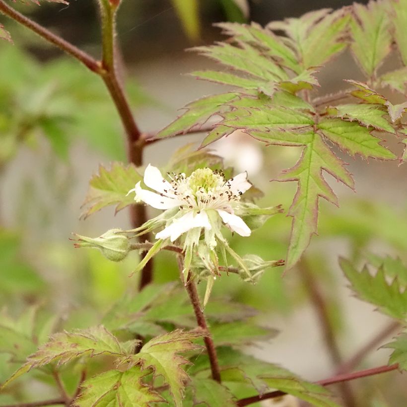 Amora-silvestre Thornless Evergreen sem espinhos (Folhagem)