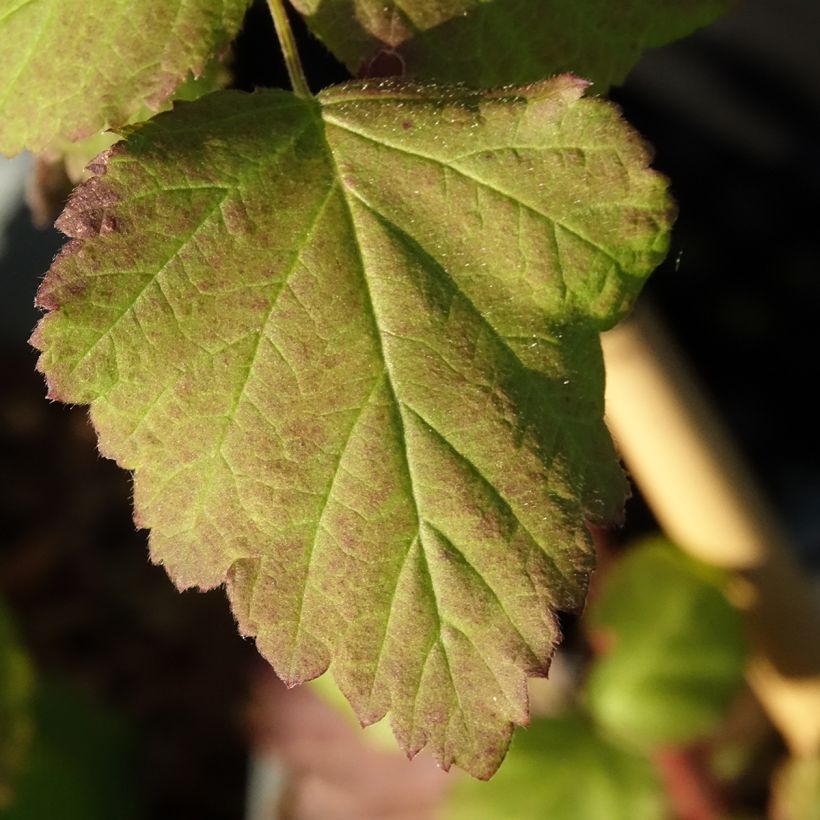 Amora Tayberry Bounty Berry - Amora-framboesa (Folhagem)
