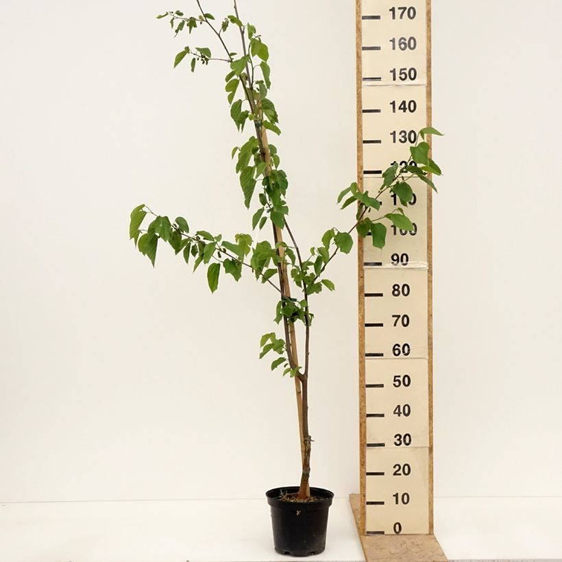 Amostra de Amoreira Híbrida Wellington Vaso de 3 L/4 L, Meia haste tal como entregue na primavera