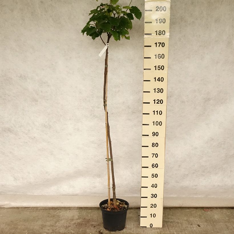 Amostra de Amoreira Híbrida Wellington Vaso de 3 L/4 L, Meia haste tal como entregue no verão