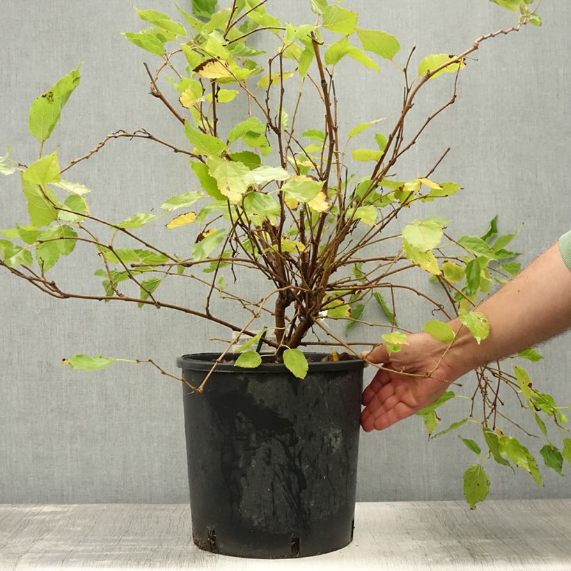 Amostra de Amoreira-anã Mojo Berry - Morus rotundiloba Vaso de 12 L/15 L, Tufo tal como entregue no verão