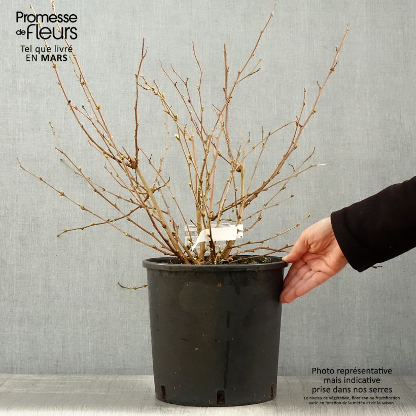 Amostra de Amoreira-anã Mojo Berry - Morus rotundiloba Vaso de 12 L/15 L, Tufo tal como entregue na primavera