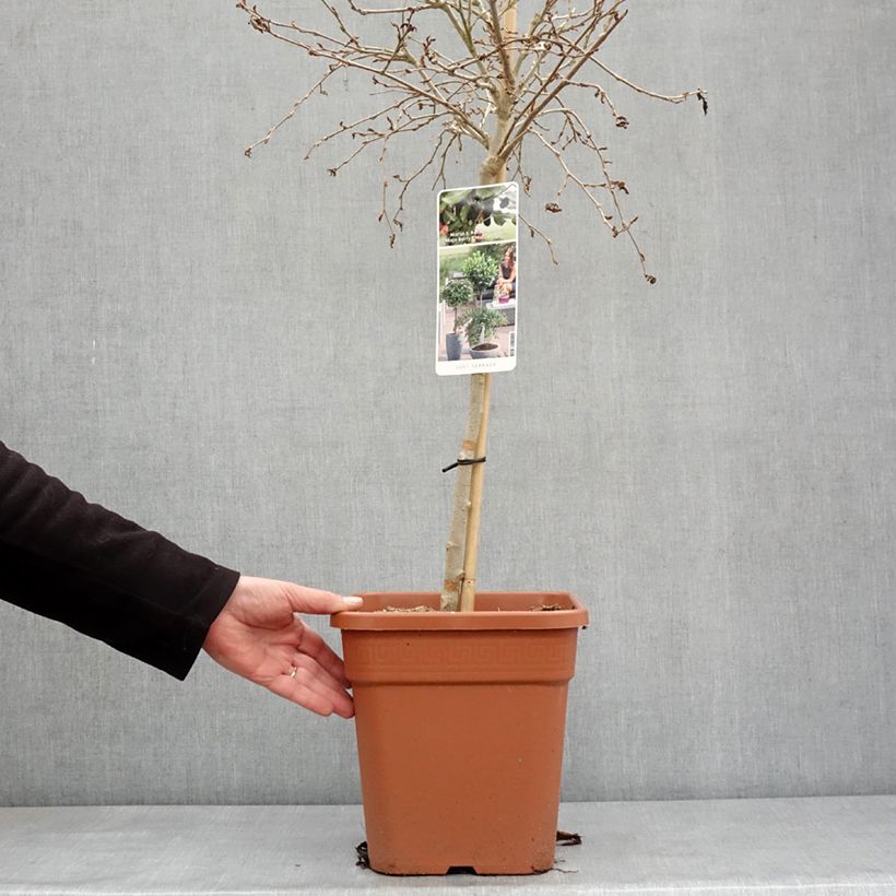 Amostra de Mûrier nain Mojo Berry - Morus rotundiloba Vaso de 7,5 L/10 L, 1/4 de haste tal como entregue no inverno