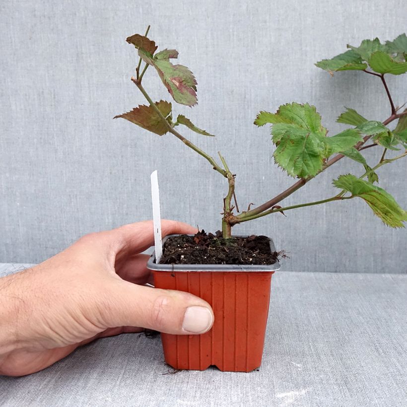 Amostra de Amora-silvestre Triple Crown sem espinhos Vaso de 8/9 cm tal como entregue no outono