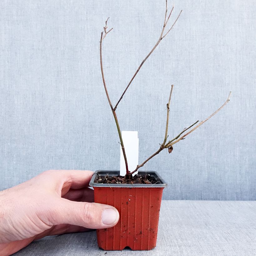 Amostra de Mûrier sans épines Triple Crown Vaso de 8/9 cm tal como entregue no inverno