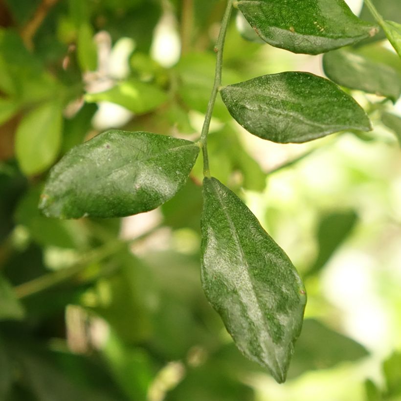 Murraya paniculata (Folhagem)