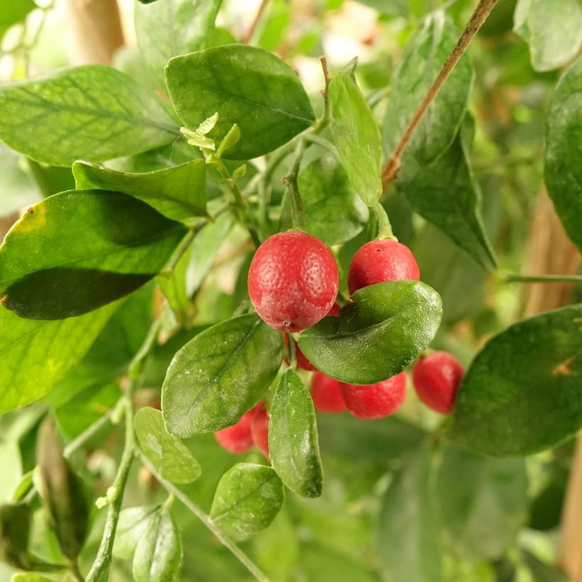 Murraya paniculata (Colheita)