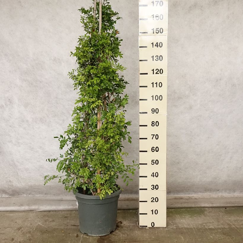 Amostra de Murraya paniculata Vaso de 12 L/15 L tal como entregue no outono