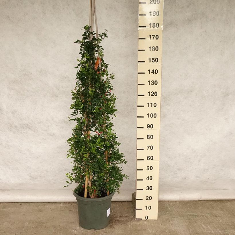 Amostra de Murraya paniculata Vaso de 12 L/15 L tal como entregue no verão