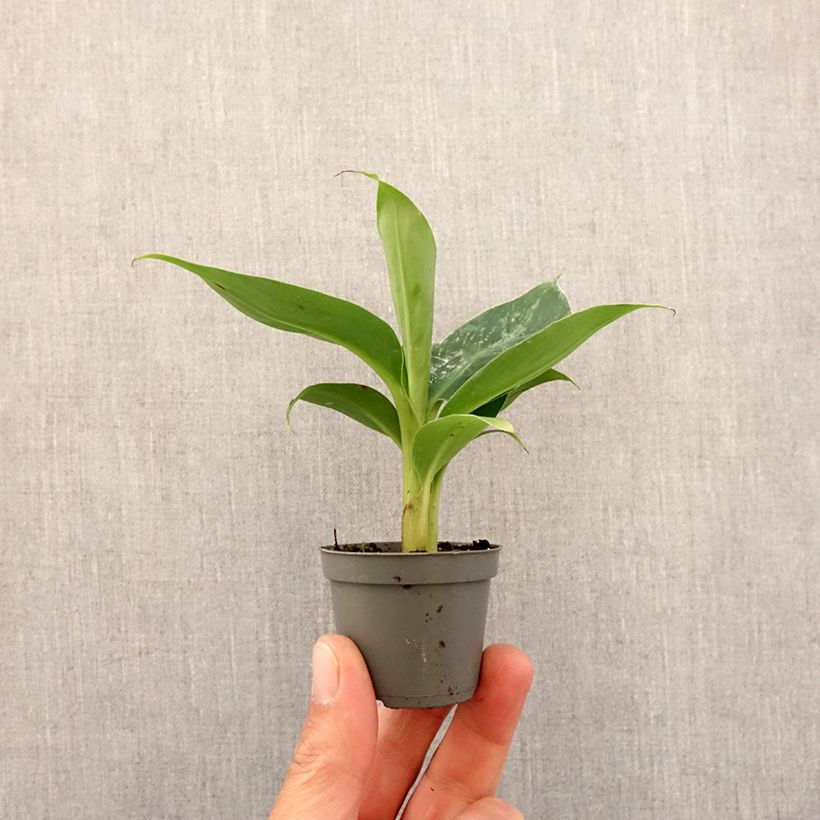 Amostra de Musa acuminata Mini-plante tal como entregue na primavera