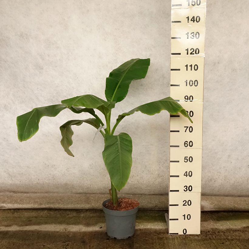 Amostra de Musa basjoo Dajiao - Bananeira-japonesa Vaso de 4 L/5 L tal como entregue no verão
