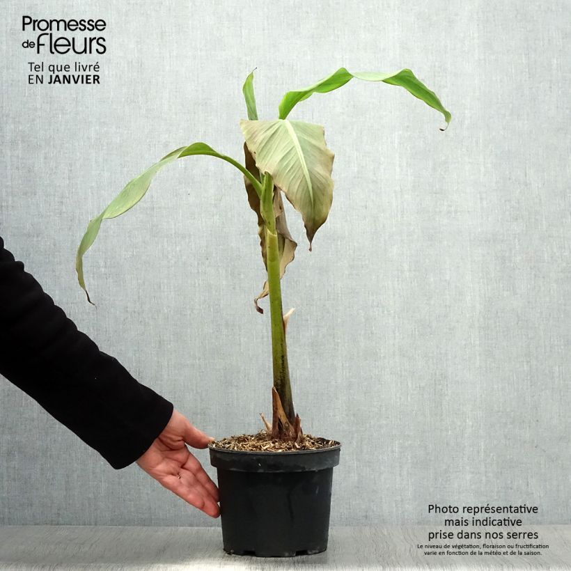 Amostra de Musa basjoo Sakhalin - Bananier du Japon Vaso de 3 L/4 L tal como entregue no inverno