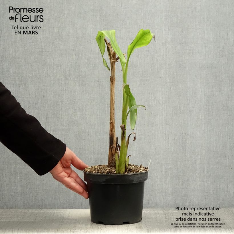 Amostra de Musa basjoo Sakhalin - Bananeira-japonesa Vaso de 3 L/4 L tal como entregue na primavera