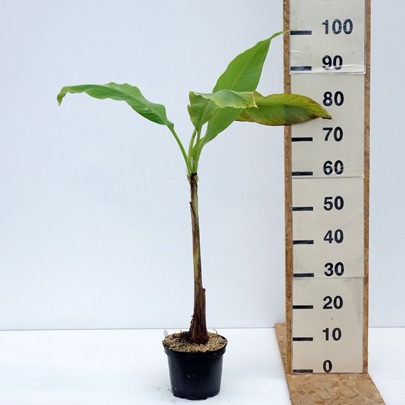 Amostra de Musa basjoo Sakhalin - Bananeira-japonesa Vaso de 3 L/4 L tal como entregue no verão