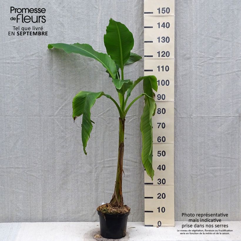 Amostra de Musa basjoo Sakhalin - Bananeira-japonesa Vaso de 4 L/5 L tal como entregue no outono