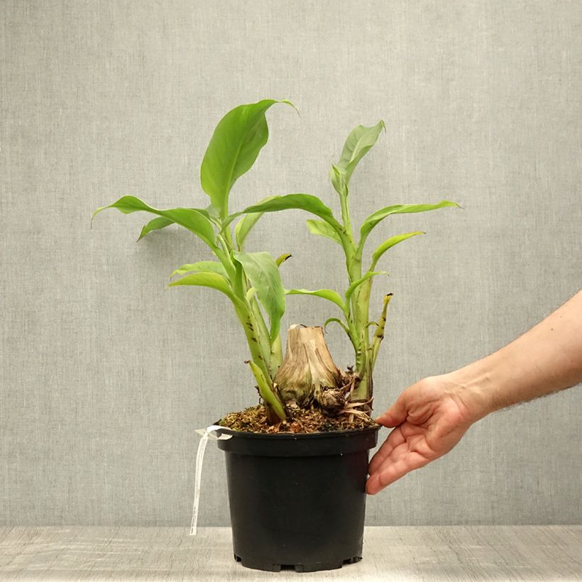 Amostra de Musa basjoo Sakhalin - Bananeira-japonesa Vaso de 4 L/5 L tal como entregue no verão