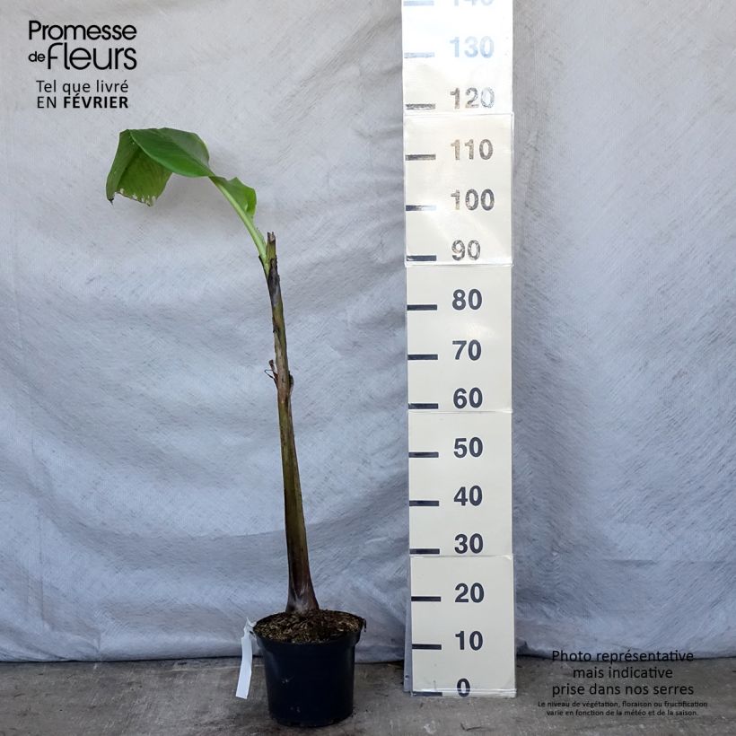 Amostra de Musa basjoo Sakhalin - Bananier du Japon Vaso de 4 L/5 L tal como entregue no inverno