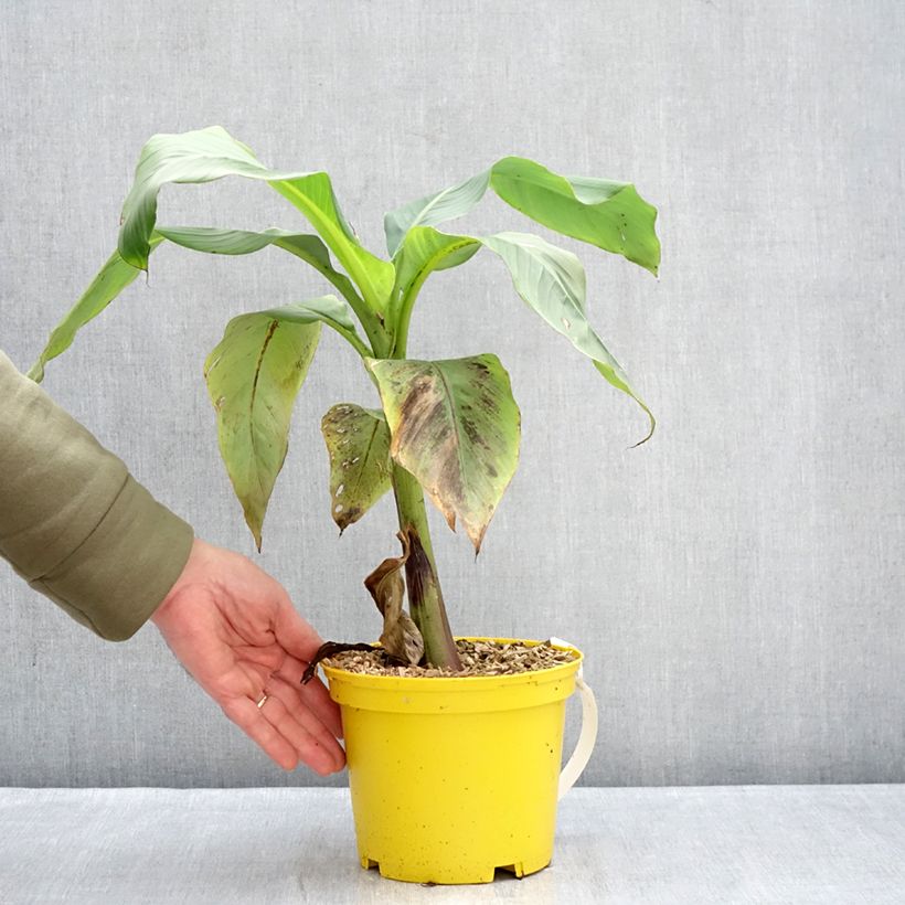 Amostra de Musa basjoo Tchetchenia - Bananeira-japonesa Vaso de 2 L/3 L tal como entregue no inverno